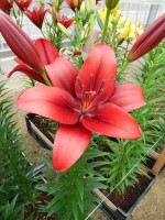 [5694 DJ LA-05 No02.JPG]